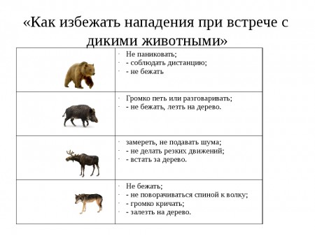 звери